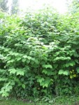IMG_3027.JPG