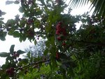 arbre 006.jpg