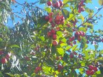 arbre 003.jpg