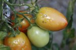 Tomates5.jpg