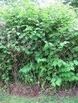 IMG_3028.JPG