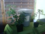IMG00649-20100831-0835-2.jpg