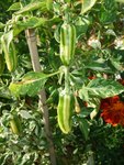 Fish Pepper