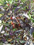 Peruvian Purple
