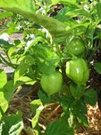 Habanero Red
