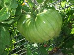 Mennonite German Gold