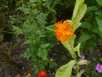 20100902-pichotte-1-362.jpg