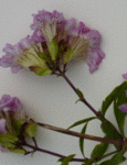 flox 2.GIF