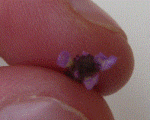 violet.GIF