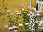 DSCN1427.JPG