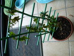 DSCN0658.JPG
