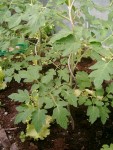 les tomates grappe de la serre
