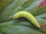 DSC01353.JPG