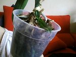 Snapshot_20100905.jpg