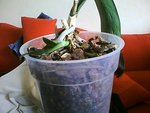 Snapshot_20100905_1.jpg