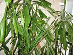 IMG_1525.JPG