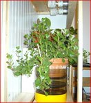 Kalanchoe.JPG