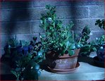 Kalanchoe dehors.JPG
