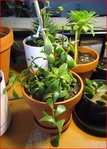 Kalanchoe Mars 2010.JPG