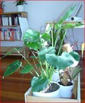 Baby Monstera.JPG