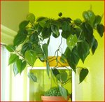 Scandens.JPG