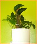 Pothos.JPG