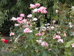 DSCN1333.JPG