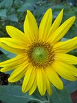 tournesol