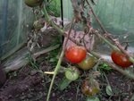les fruits s'abiment et apparaissent percés.