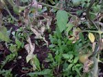 On voit ici les feuilles séchées et jaunies