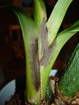 DSC02748a.jpg