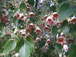 Fleurs en mai
