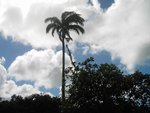Palmiste à belle-étoile Saint-Joseph MARTINIQUE