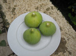 IMG_7020.JPG