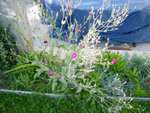 DSC04575.jpg