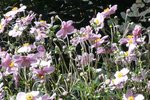 jardin au 9-9-2010 (13).JPG