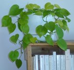 Philo ou Pothos Néon.JPG