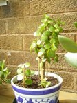 Portulacaria.jpg