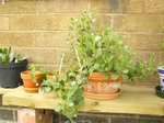 Kalanchoe manganii 2.jpg