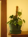 Scandens bouture.jpg