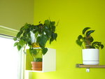 Philo scandens et pothos.JPG
