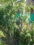 tomates sans protection 1.jpg