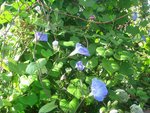 Fleur_bleue6.jpg