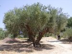 513GRECE10.jpg