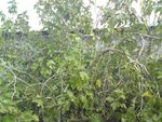 DSC00832.jpg