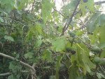 DSC00829.jpg