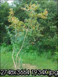 arbre en fruits1.jpg