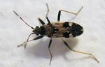 insecte.jpg
