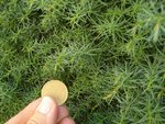 LA PIECE SERT DE REF DE TAILLE