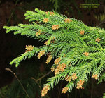 Cryptomeria_japonica_male.jpg